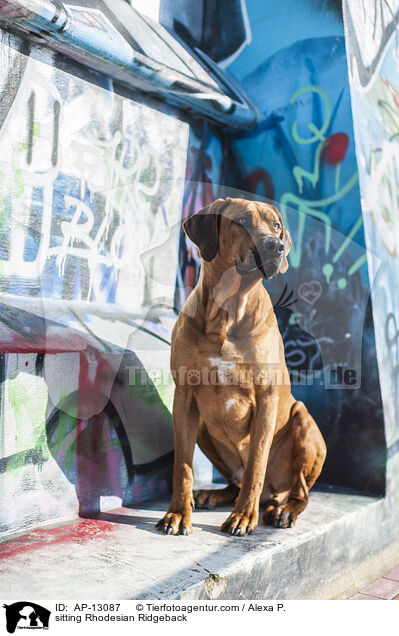 sitzender Rhodesian Ridgeback / sitting Rhodesian Ridgeback / AP-13087