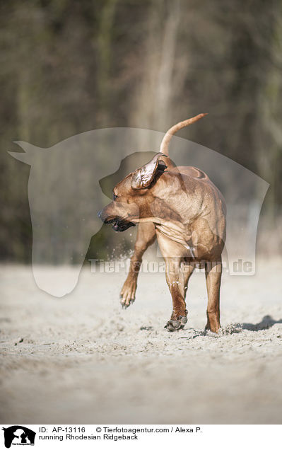 rennender Rhodesian Ridgeback / running Rhodesian Ridgeback / AP-13116