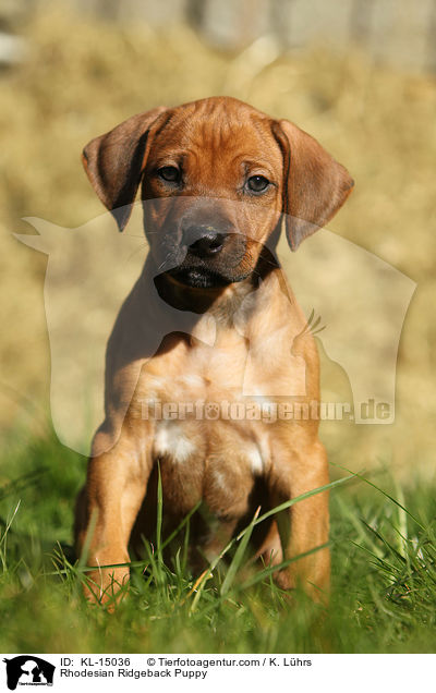 Rhodesian Ridgeback Welpe / Rhodesian Ridgeback Puppy / KL-15036