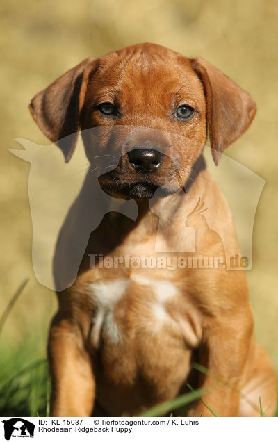 Rhodesian Ridgeback Welpe / Rhodesian Ridgeback Puppy / KL-15037