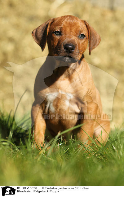 Rhodesian Ridgeback Welpe / Rhodesian Ridgeback Puppy / KL-15038