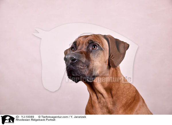 Rhodesian Ridgeback Portrait / Rhodesian Ridgeback Portrait / YJ-10089