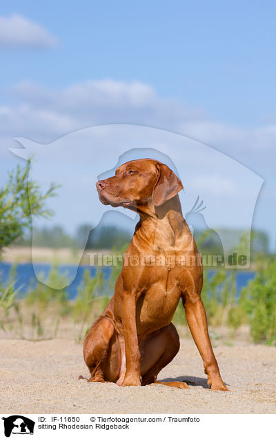 sitzender Rhodesian Ridgeback / sitting Rhodesian Ridgeback / IF-11650