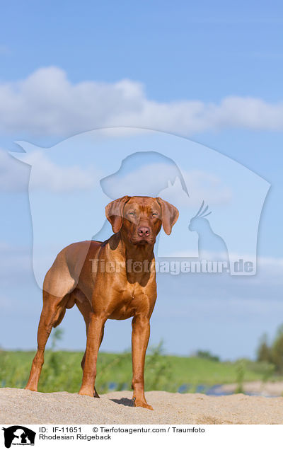 Rhodesian Ridgeback / Rhodesian Ridgeback / IF-11651