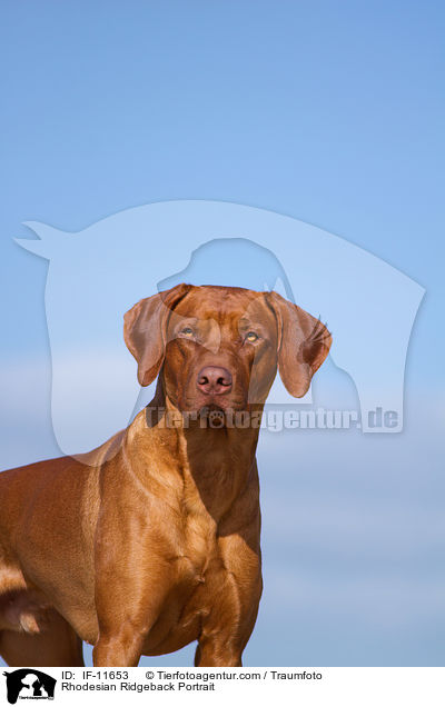 Rhodesian Ridgeback Portrait / Rhodesian Ridgeback Portrait / IF-11653