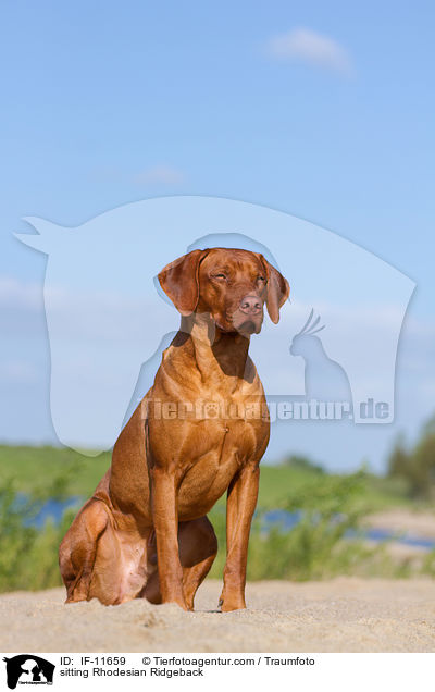 sitzender Rhodesian Ridgeback / sitting Rhodesian Ridgeback / IF-11659