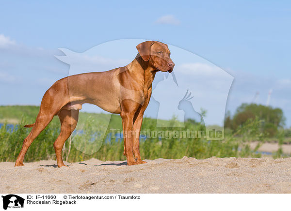 Rhodesian Ridgeback / Rhodesian Ridgeback / IF-11660