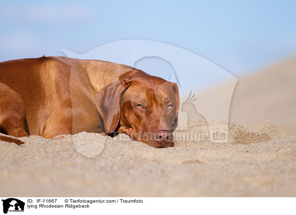 liegender Rhodesian Ridgeback / lying Rhodesian Ridgeback / IF-11667