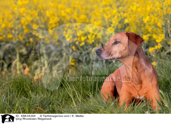 liegender Rhodesian Ridgeback / lying Rhodesian Ridgeback / KMI-04284