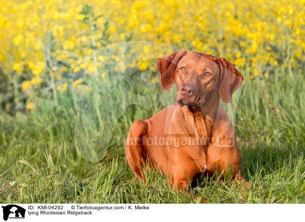 liegender Rhodesian Ridgeback / lying Rhodesian Ridgeback / KMI-04292