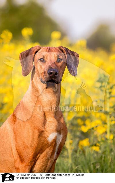 Rhodesian Ridgeback Portrait / Rhodesian Ridgeback Portrait / KMI-04295