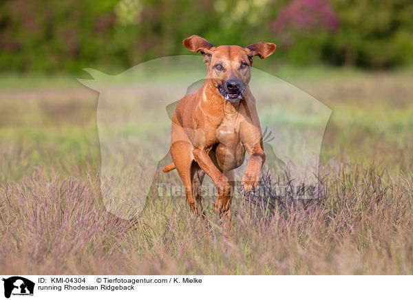 rennender Rhodesian Ridgeback / running Rhodesian Ridgeback / KMI-04304