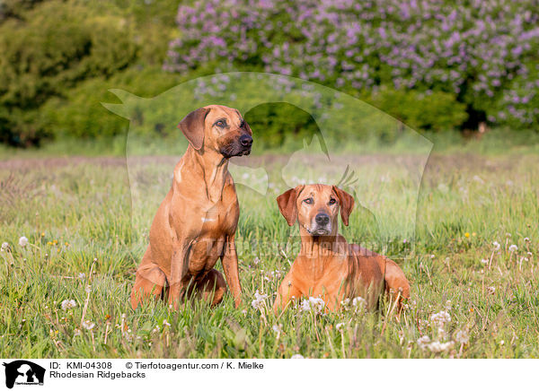 Rhodesian Ridgebacks / Rhodesian Ridgebacks / KMI-04308