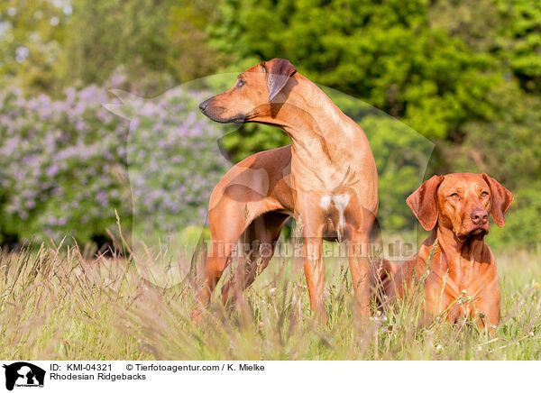 Rhodesian Ridgebacks / Rhodesian Ridgebacks / KMI-04321