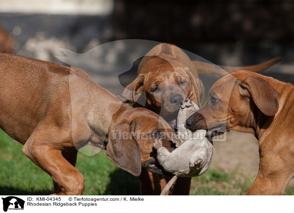 Rhodesian Ridgeback Welpen / Rhodesian Ridgeback Puppies / KMI-04345