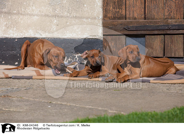 Rhodesian Ridgebacks / Rhodesian Ridgebacks / KMI-04346