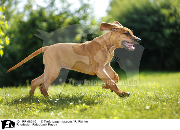 Rhodesian Ridgeback Welpe / Rhodesian Ridgeback Puppy / RR-68016