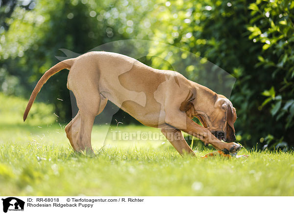 Rhodesian Ridgeback Welpe / Rhodesian Ridgeback Puppy / RR-68018