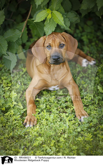 Rhodesian Ridgeback Welpe / Rhodesian Ridgeback Puppy / RR-68021