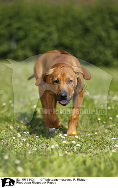 Rhodesian Ridgeback Welpe / Rhodesian Ridgeback Puppy / RR-68031