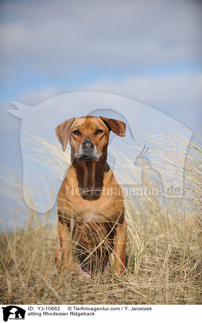 sitzender Rhodesian Ridgeback / sitting Rhodesian Ridgeback / YJ-10662