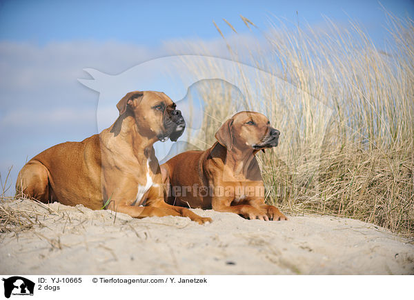 2 Hunde / 2 dogs / YJ-10665