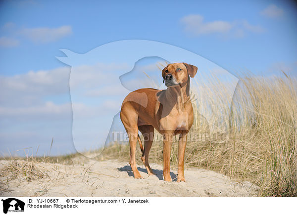 Rhodesian Ridgeback / Rhodesian Ridgeback / YJ-10667