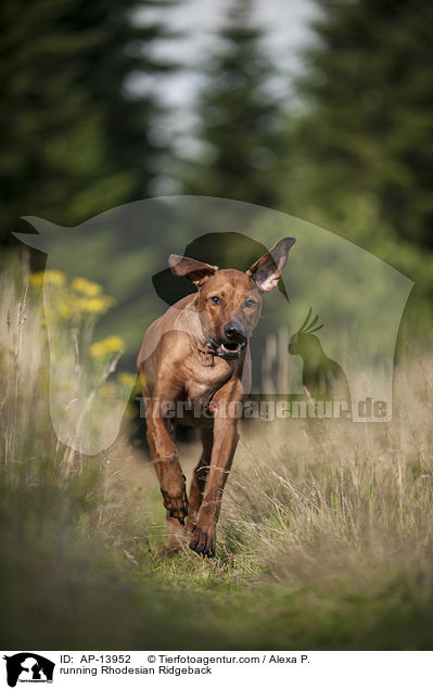 rennender Rhodesian Ridgeback / running Rhodesian Ridgeback / AP-13952