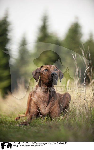 liegender Rhodesian Ridgeback / lying Rhodesian Ridgeback / AP-13955