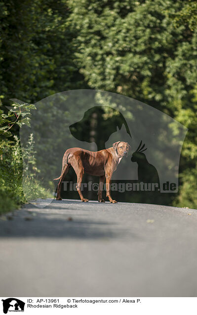 Rhodesian Ridgeback / Rhodesian Ridgeback / AP-13961