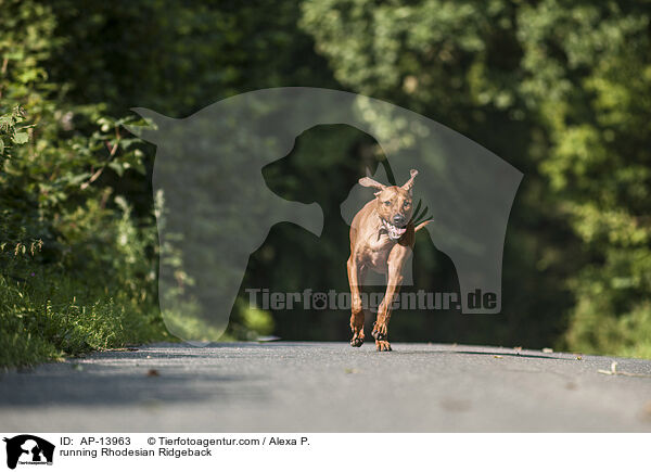 rennender Rhodesian Ridgeback / running Rhodesian Ridgeback / AP-13963