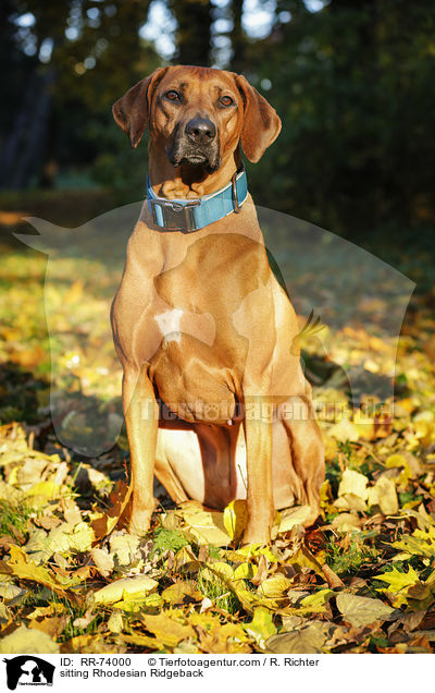 sitzender Rhodesian Ridgeback / sitting Rhodesian Ridgeback / RR-74000