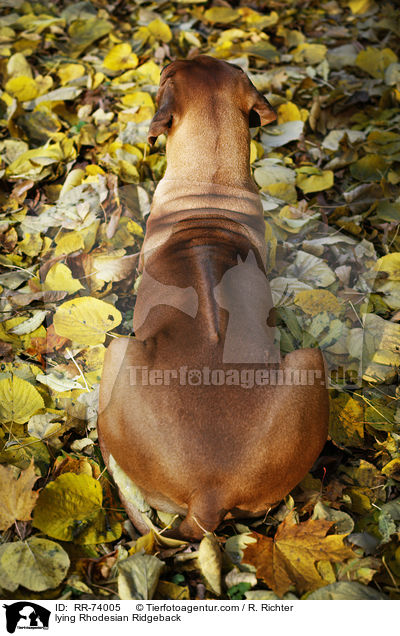 liegender Rhodesian Ridgeback / lying Rhodesian Ridgeback / RR-74005