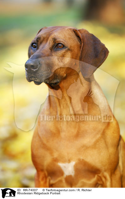 Rhodesian Ridgeback Portrait / Rhodesian Ridgeback Portrait / RR-74007