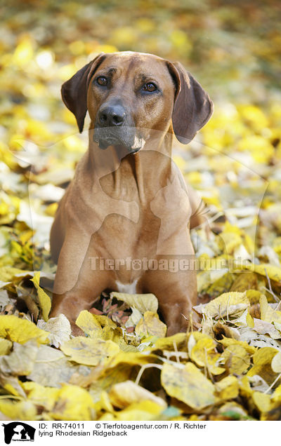 liegender Rhodesian Ridgeback / lying Rhodesian Ridgeback / RR-74011