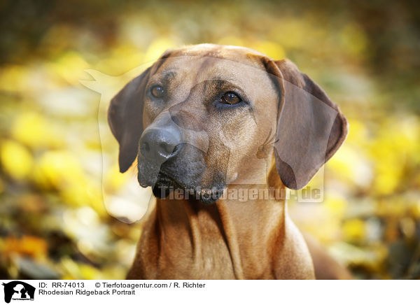 Rhodesian Ridgeback Portrait / Rhodesian Ridgeback Portrait / RR-74013