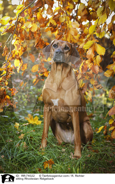 sitzender Rhodesian Ridgeback / sitting Rhodesian Ridgeback / RR-74022