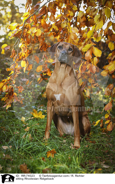 sitzender Rhodesian Ridgeback / sitting Rhodesian Ridgeback / RR-74023