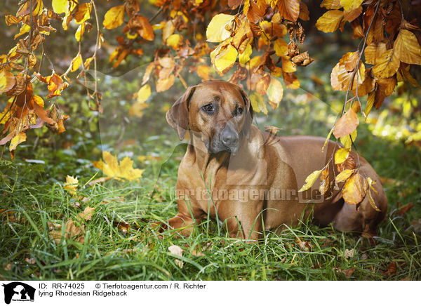 liegender Rhodesian Ridgeback / lying Rhodesian Ridgeback / RR-74025