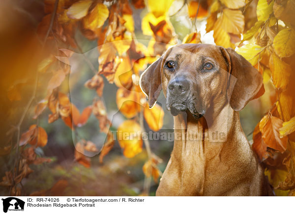 Rhodesian Ridgeback Portrait / Rhodesian Ridgeback Portrait / RR-74026