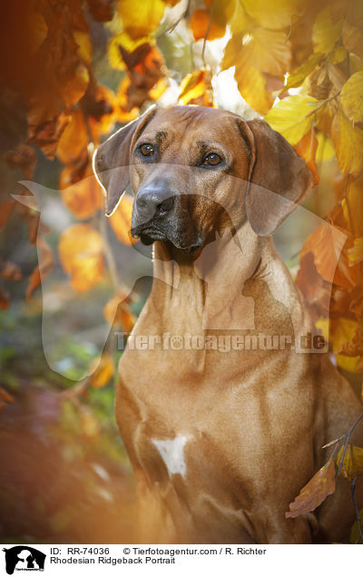 Rhodesian Ridgeback Portrait / Rhodesian Ridgeback Portrait / RR-74036