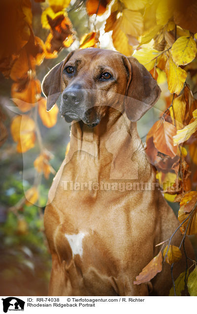 Rhodesian Ridgeback Portrait / Rhodesian Ridgeback Portrait / RR-74038