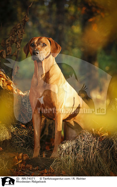 Rhodesian Ridgeback / Rhodesian Ridgeback / RR-74071