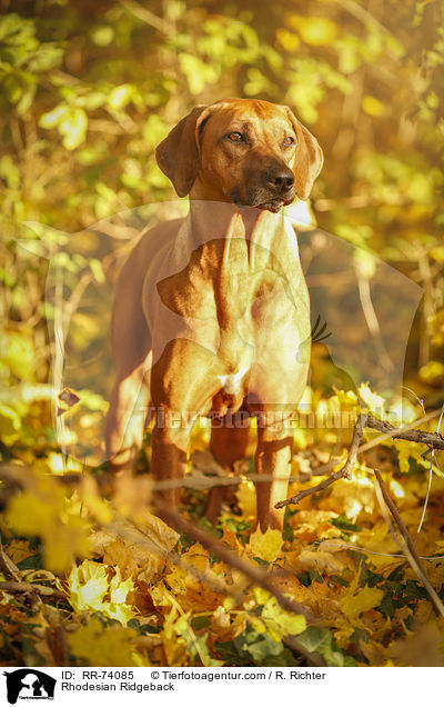 Rhodesian Ridgeback / Rhodesian Ridgeback / RR-74085