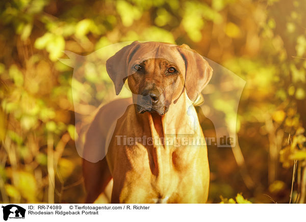 Rhodesian Ridgeback Portrait / Rhodesian Ridgeback Portrait / RR-74089