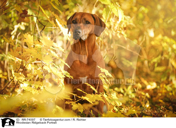 Rhodesian Ridgeback Portrait / Rhodesian Ridgeback Portrait / RR-74097