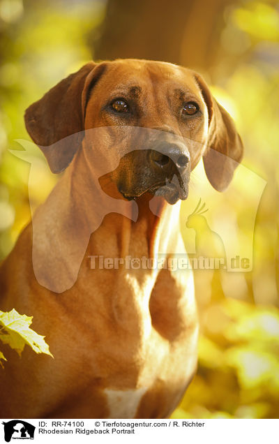 Rhodesian Ridgeback Portrait / Rhodesian Ridgeback Portrait / RR-74100