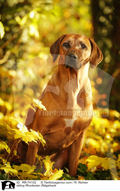 sitzender Rhodesian Ridgeback / sitting Rhodesian Ridgeback / RR-74102