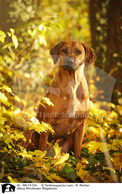 sitzender Rhodesian Ridgeback / sitting Rhodesian Ridgeback / RR-74104