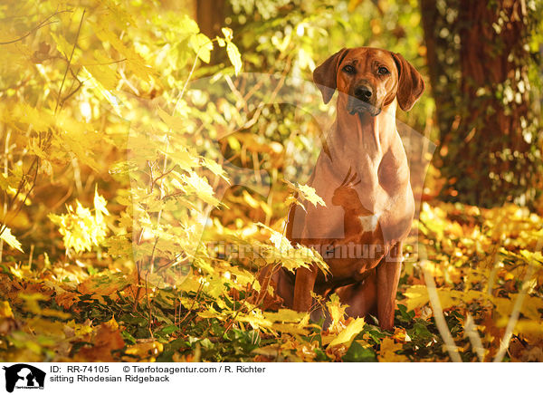 sitzender Rhodesian Ridgeback / sitting Rhodesian Ridgeback / RR-74105